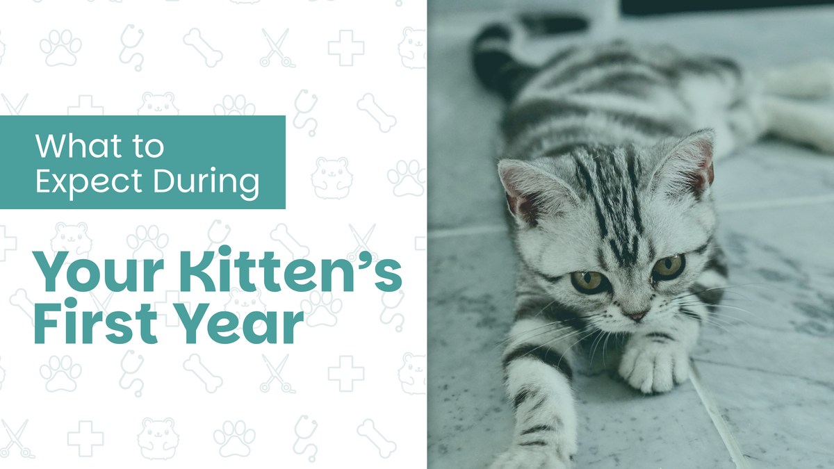 What to Expect During Your Kitten’s First Year