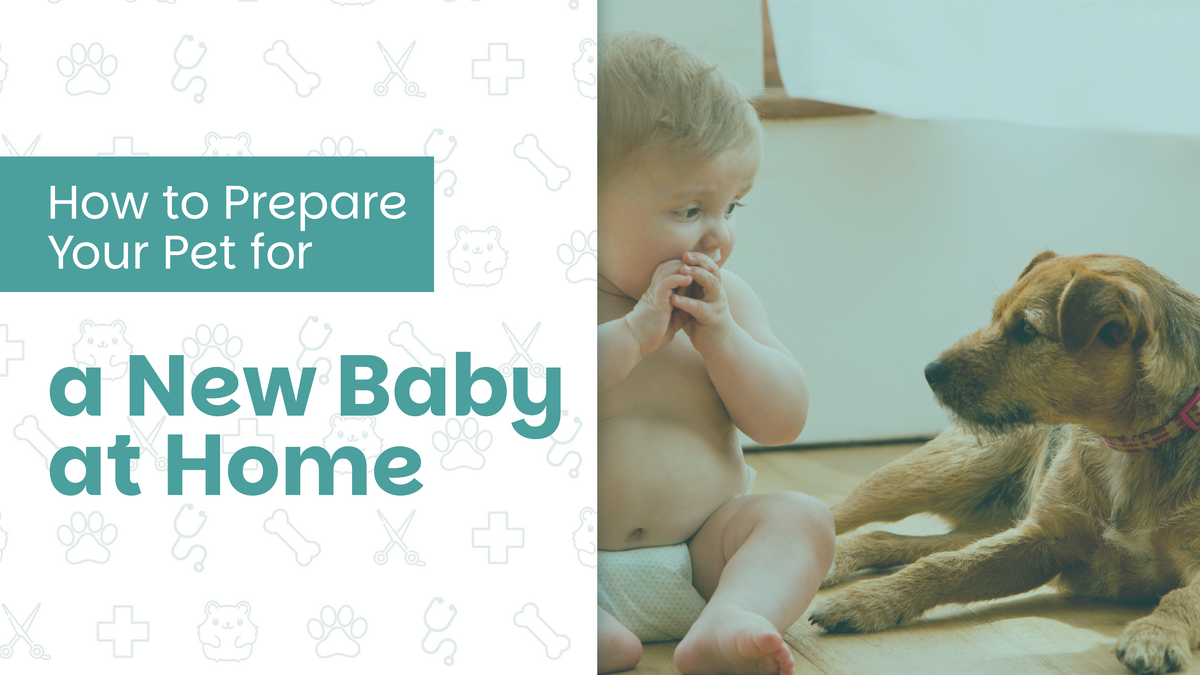 How to Prepare Your Pet for a New Baby at Home