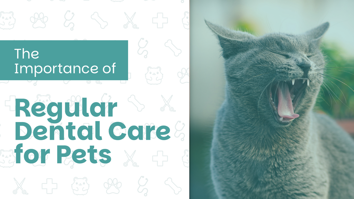 The Importance of Regular Dental Care for Pets