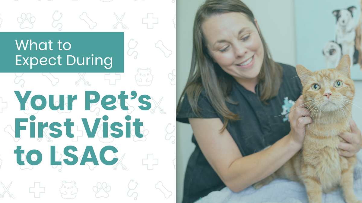 What to Expect During Your Pet’s First Visit to Lebanon Small Animal Clinic