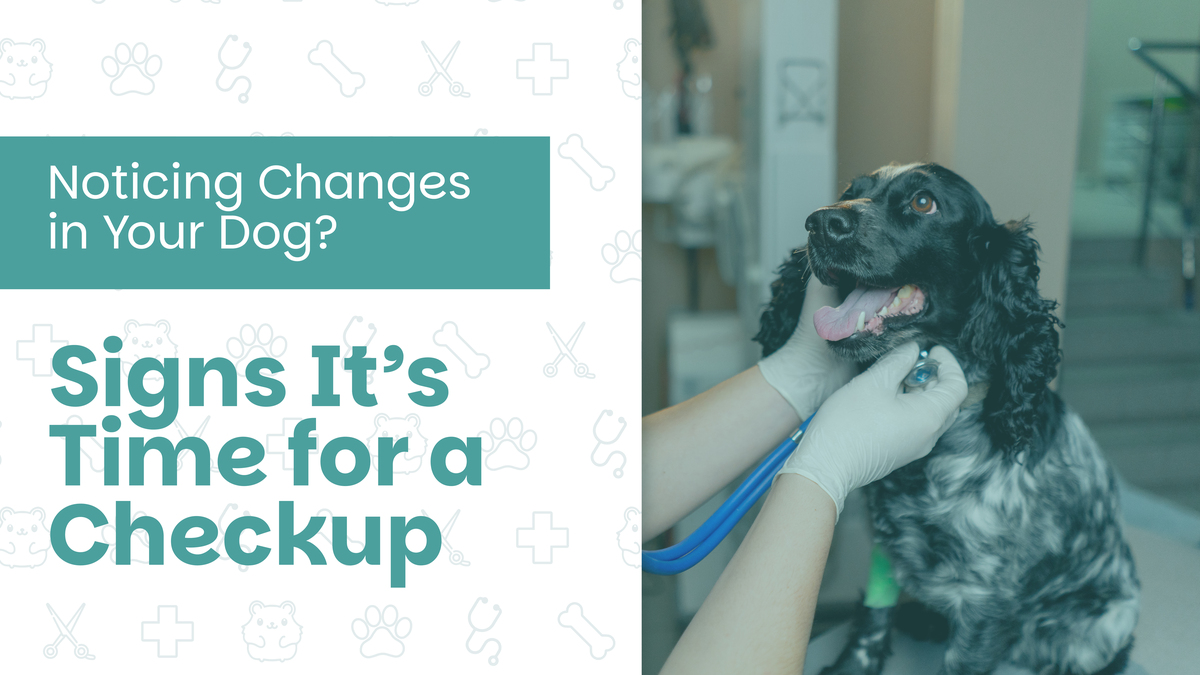 Noticing Changes in Your Dog? Signs It’s Time for a Checkup