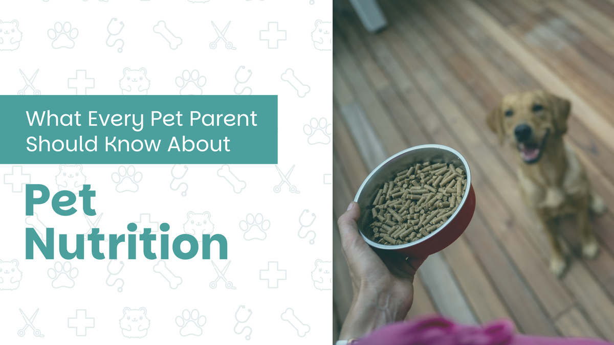 What Every Pet Parent Should Know About Pet Nutrition