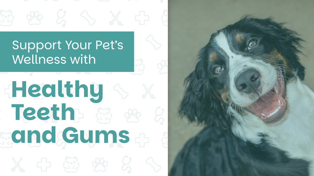 Support Your Pet’s Wellness with Healthy Teeth and Gums