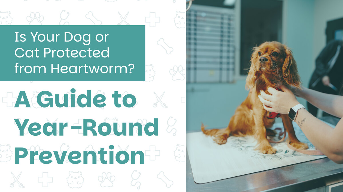 Is Your Dog or Cat Protected from Heartworm? A Guide to Year-Round Prevention