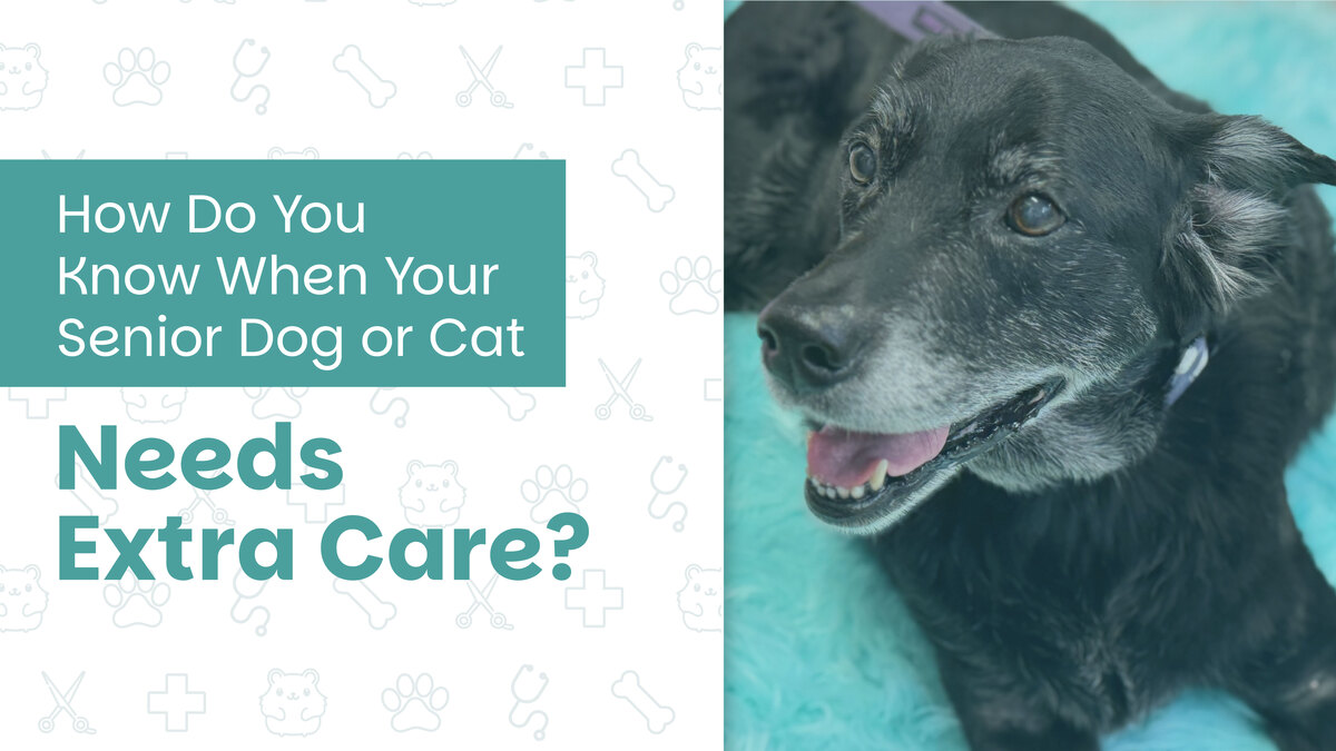 How Do You Know When Your Senior Dog or Cat Needs Extra Care?
