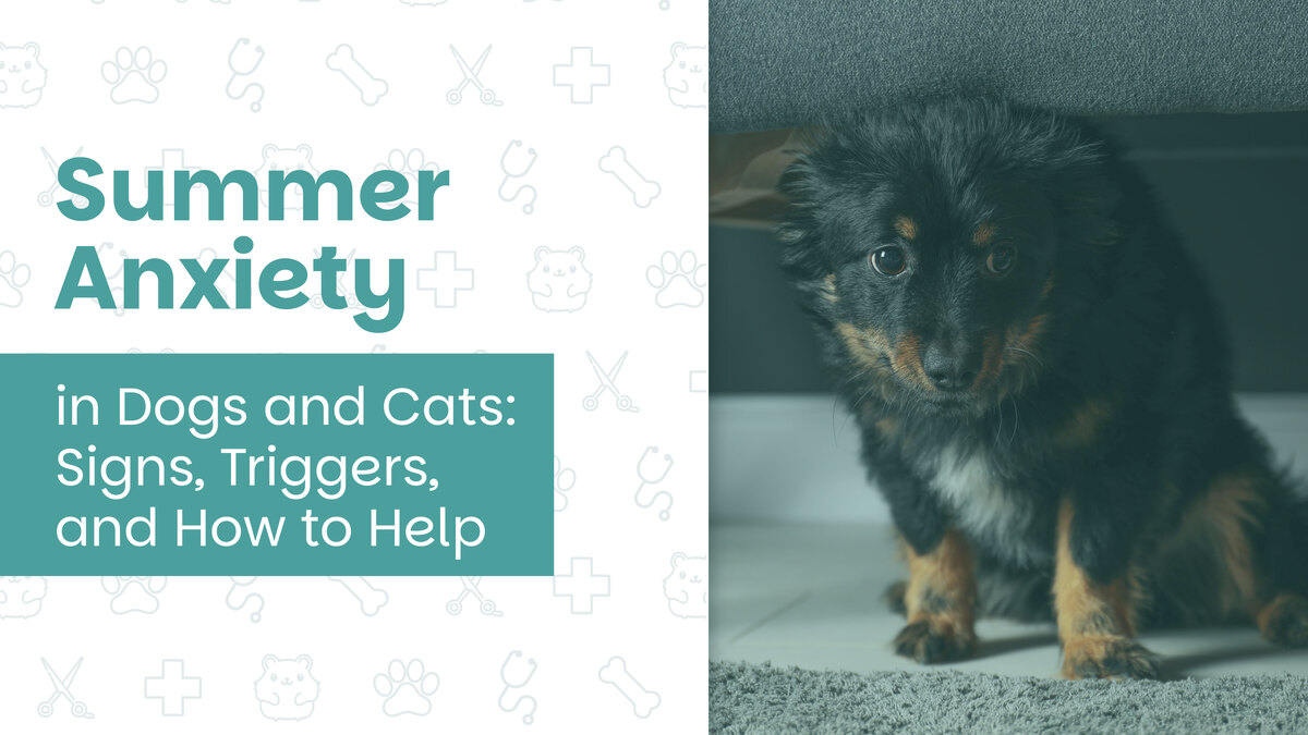 Summer Anxiety in Dogs and Cats: Signs, Triggers, and How to Help