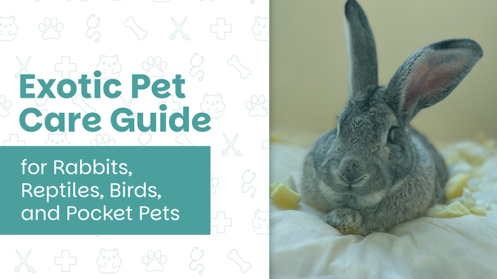 Exotic Pet Care Guide for Rabbits, Reptiles, Birds, and Pocket Pets
