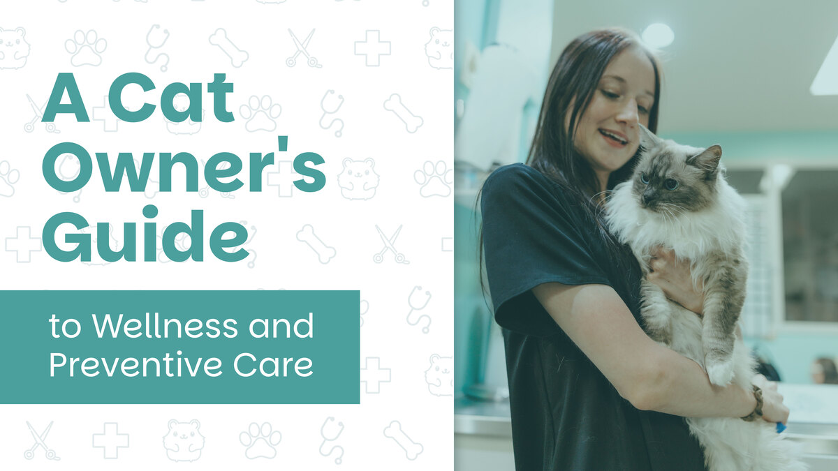 A Cat Owner's Guide to Wellness and Preventive Care