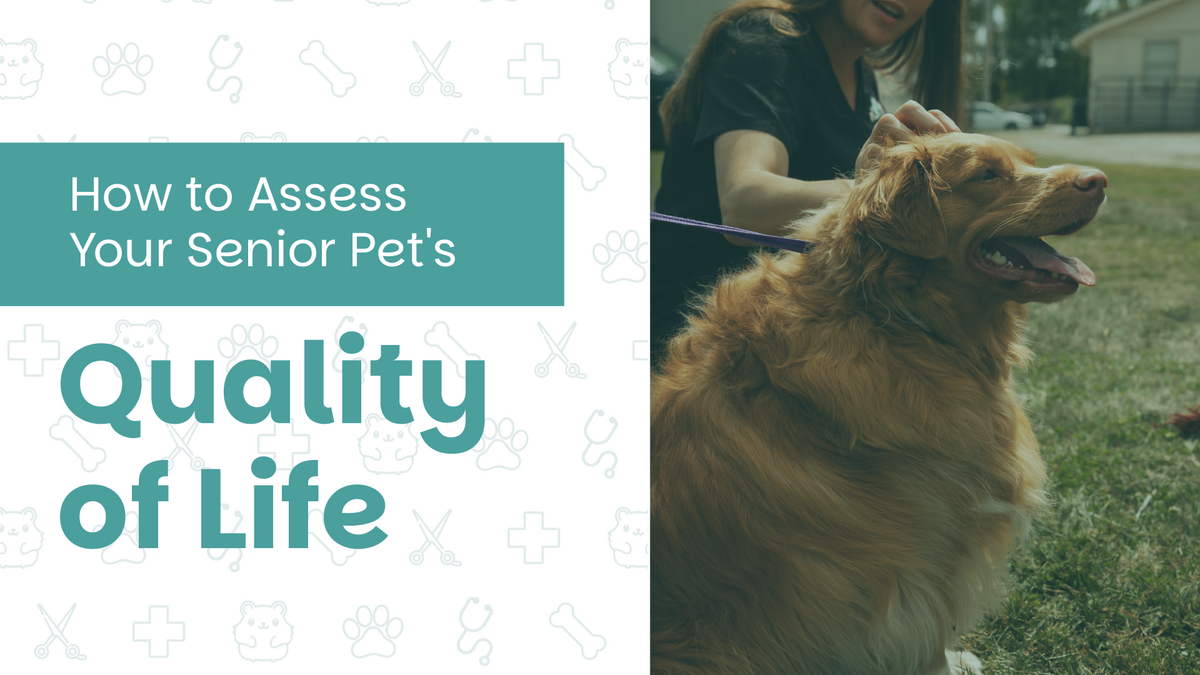 How to Assess Your Senior Pet's Quality of Life
