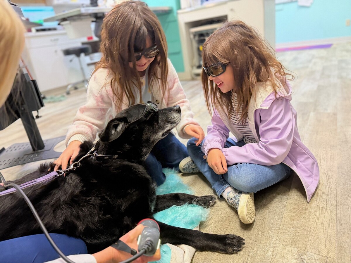 senior dog at the vets office being embraced by two children