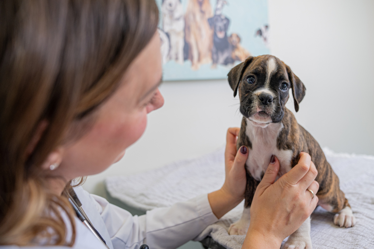 Puppy at the vet