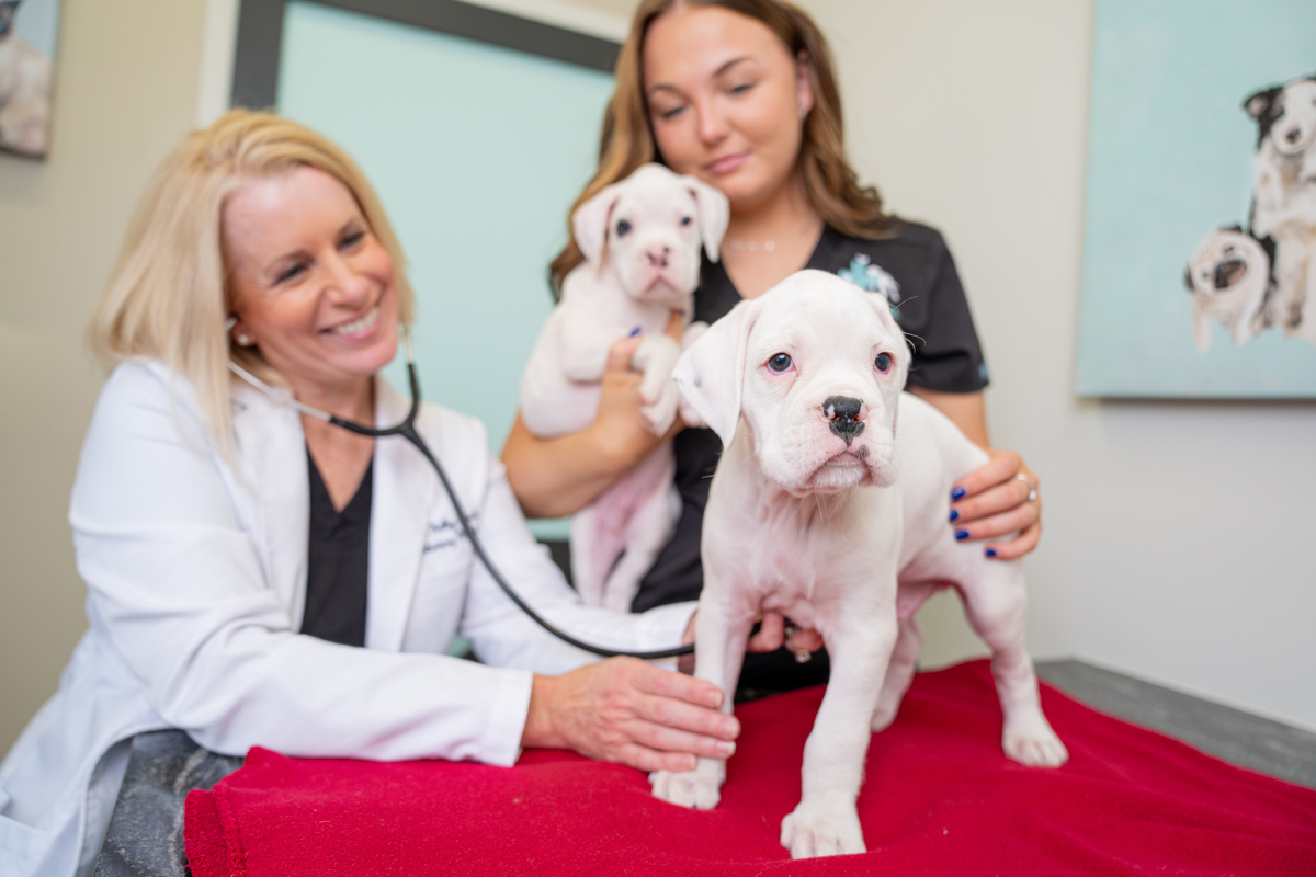 Puppies at the vet