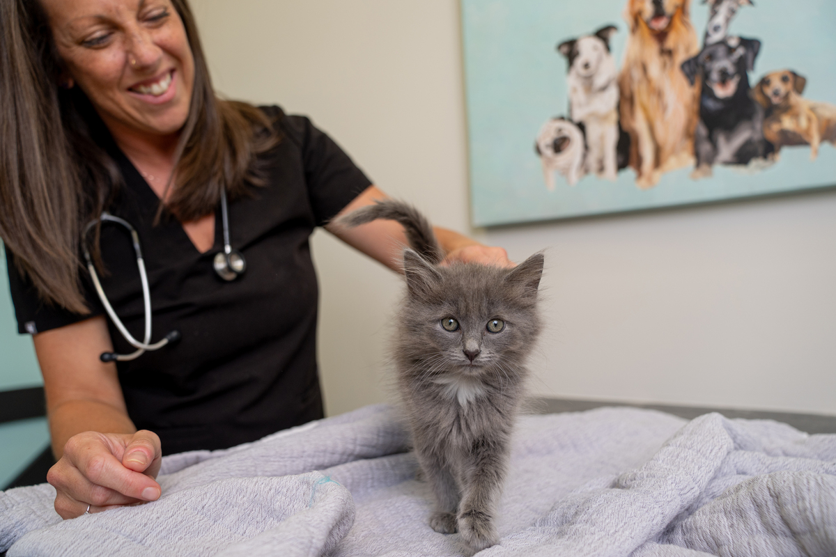 gray kitten in a vet examination room