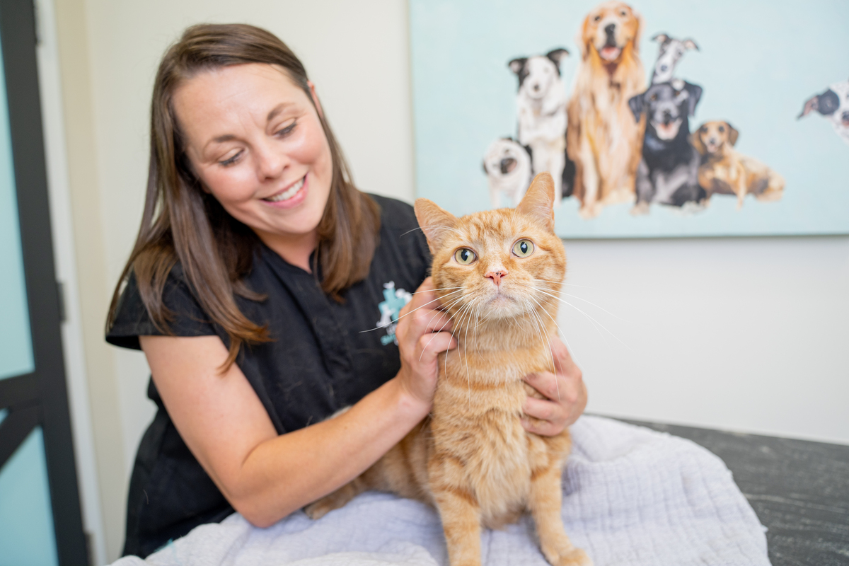 woman petting orange cat in examination room