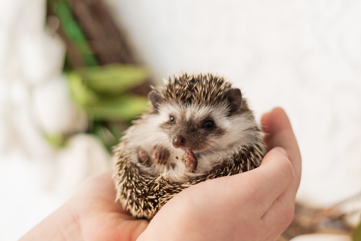 closeup of cupped hands holding a small hedgehog on its back