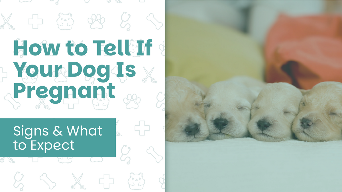How to Tell If Your Dog Is Pregnant: Signs & What to Expect
