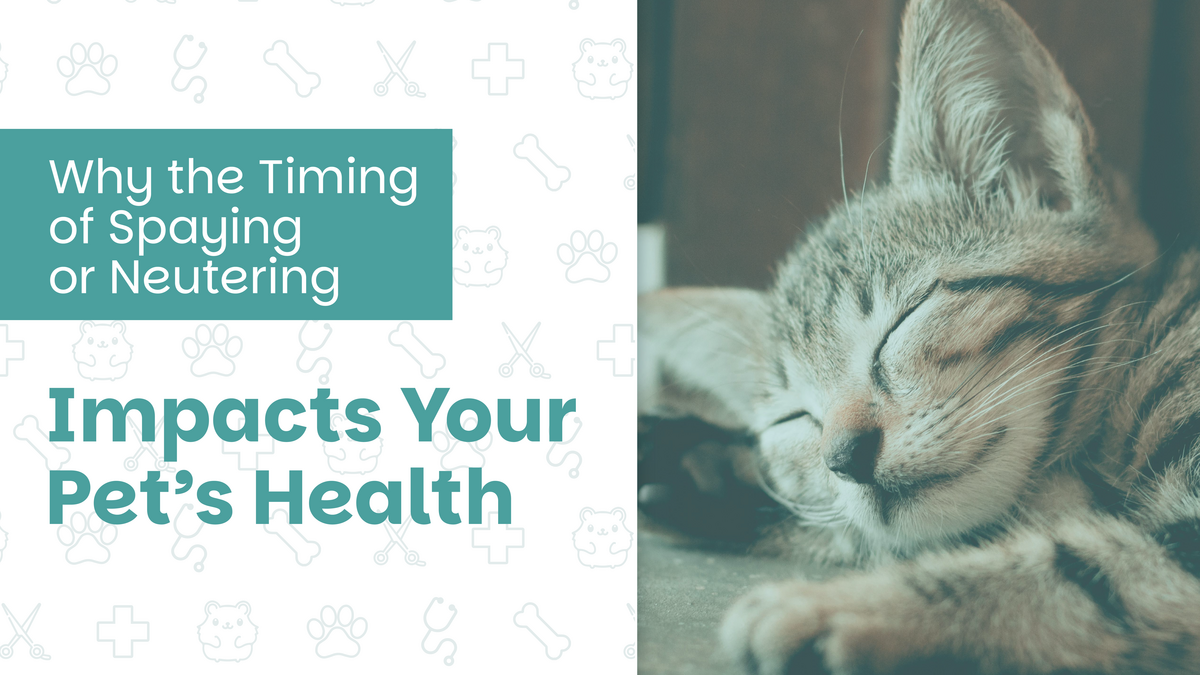 Why the Timing of Spaying or Neutering Impacts Your Pet’s Health