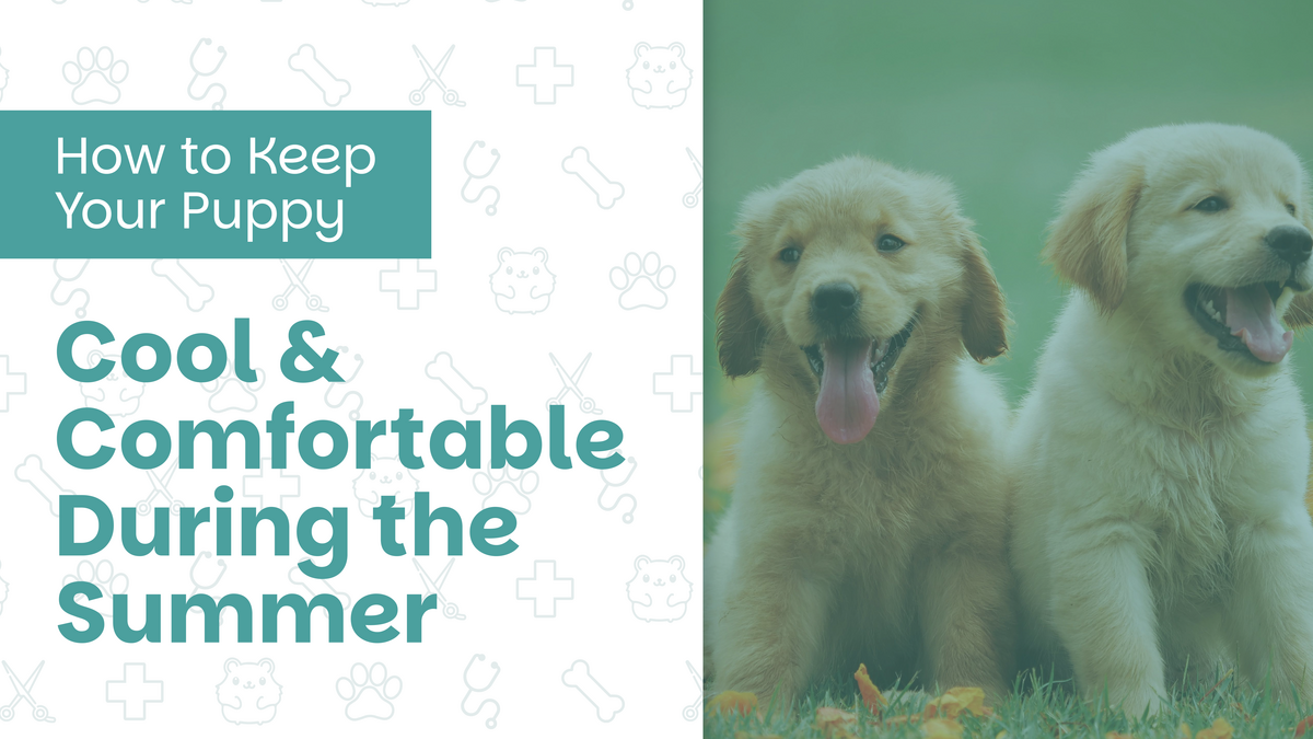 How to Keep Your Puppy Cool and Comfortable During the Summer