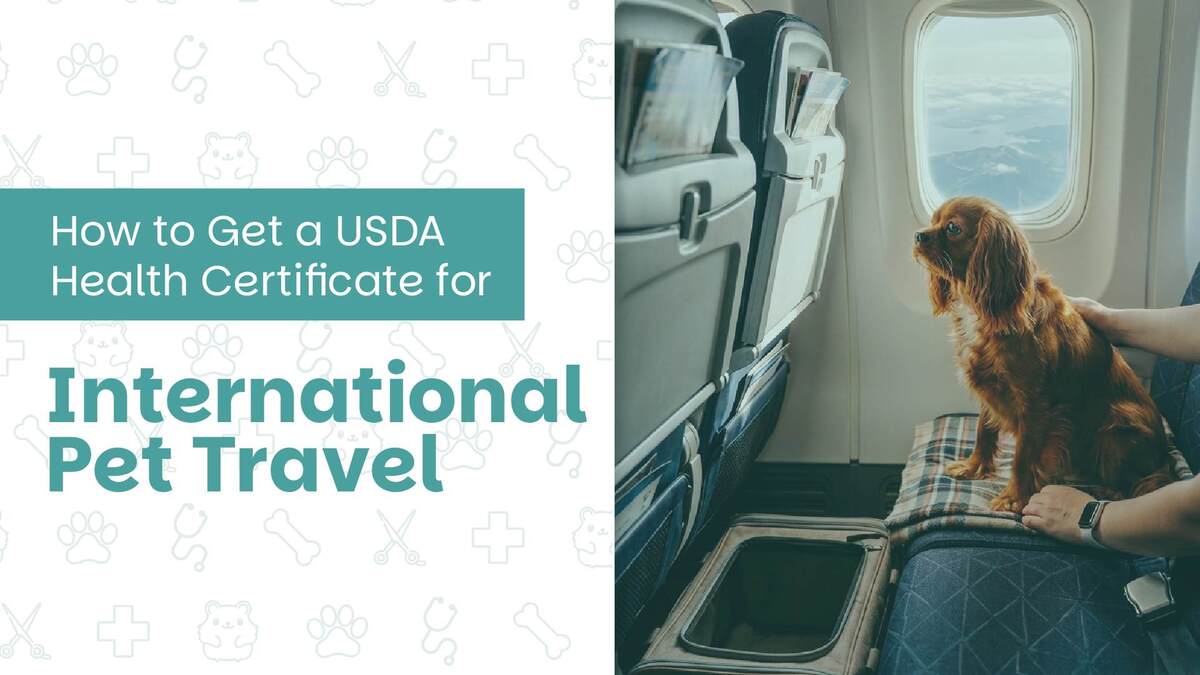 How to Get a USDA Health Certificate for International Pet Travel 