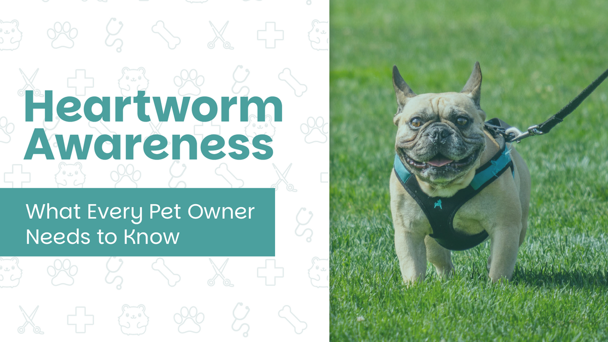 Heartworm Awareness: What Every Pet Owner Needs to Know
