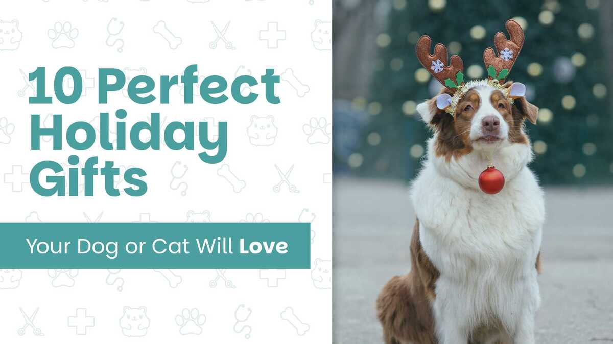 10 Perfect Holiday Gifts Your Dog or Cat Will Love