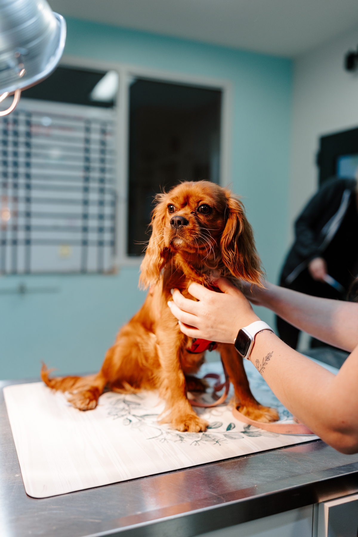 dog receiving exam at vet clinic