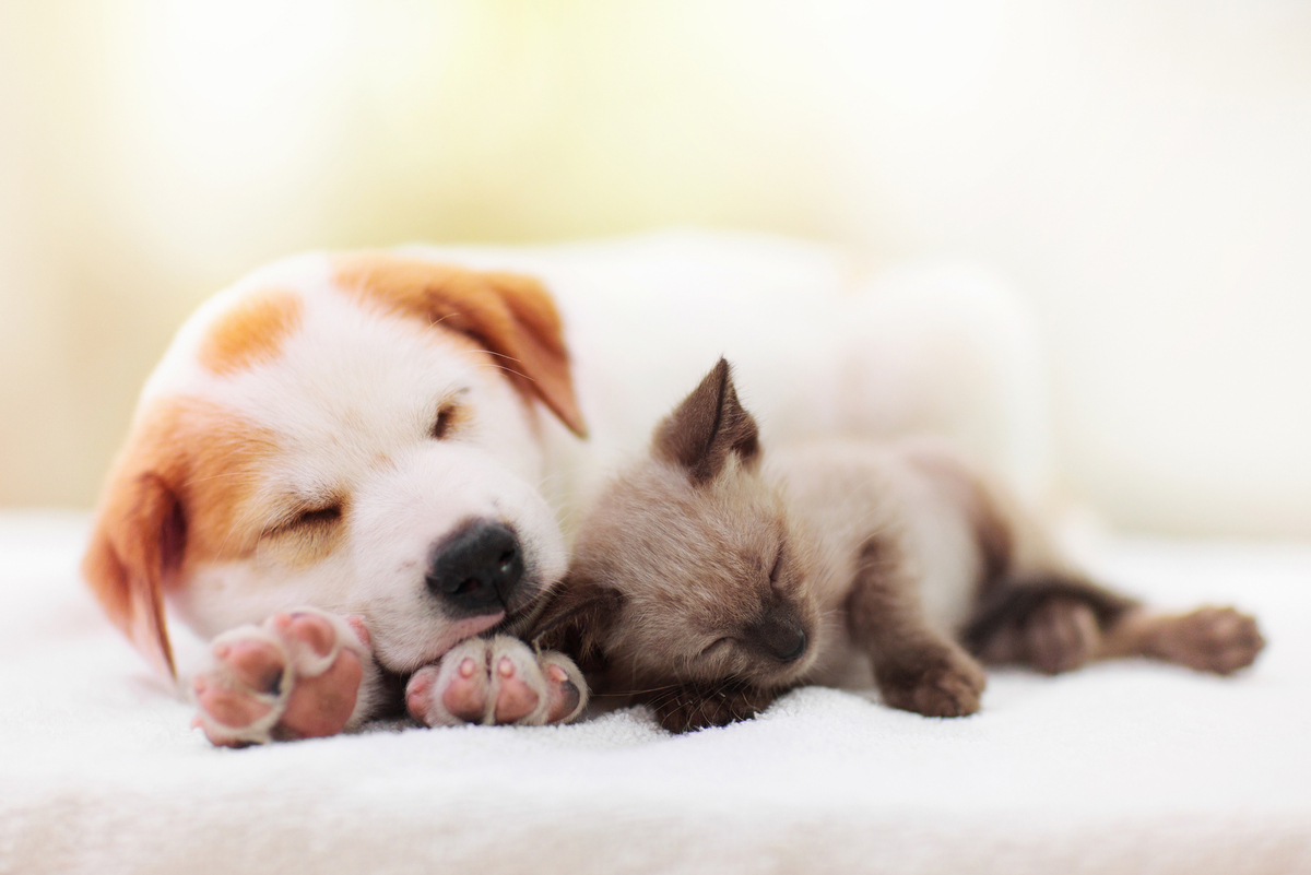 puppy and kitten sleeping next to each other