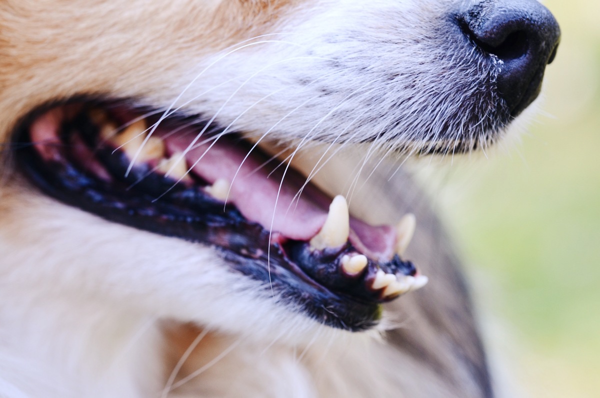 closeup of a mouth of a Shetland sheepdog