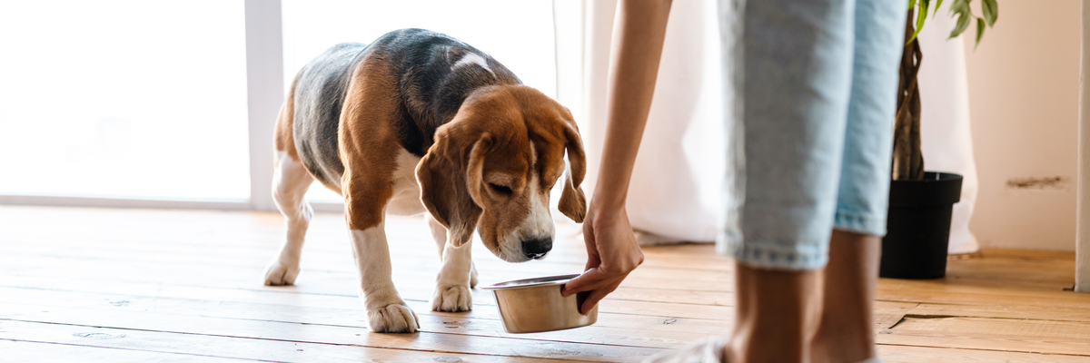 person feeding a beagle