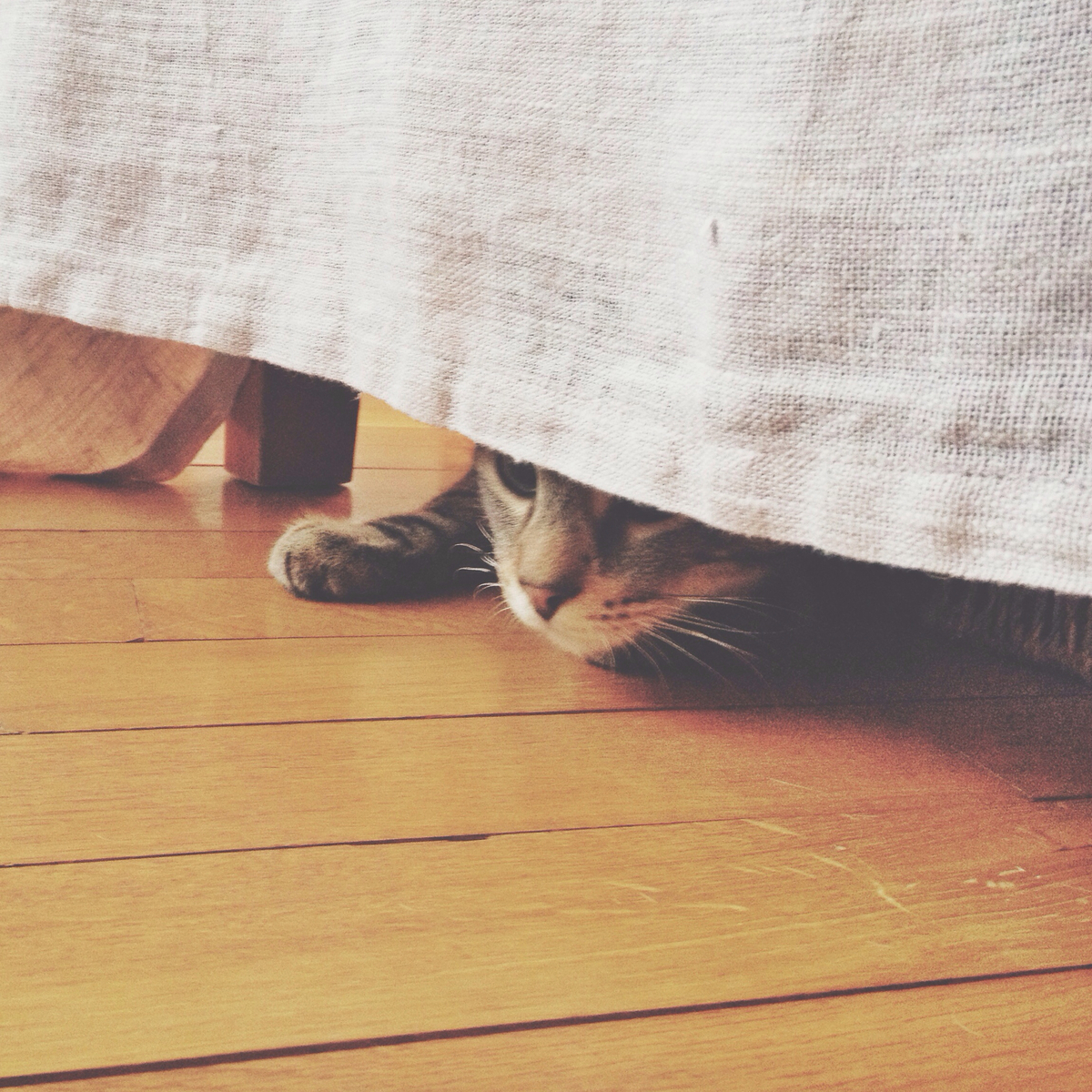 a cat hiding under a table, peeking our from under the tablecloth
