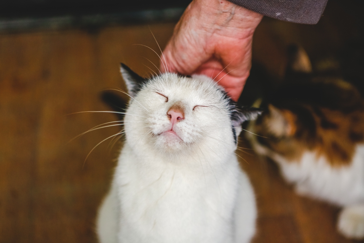 cat being scratched on the head