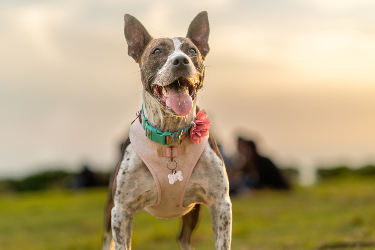 dog in a park looking happy