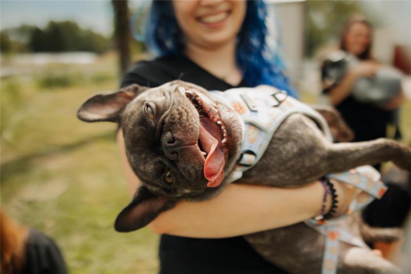 french bulldog in owner's arms
