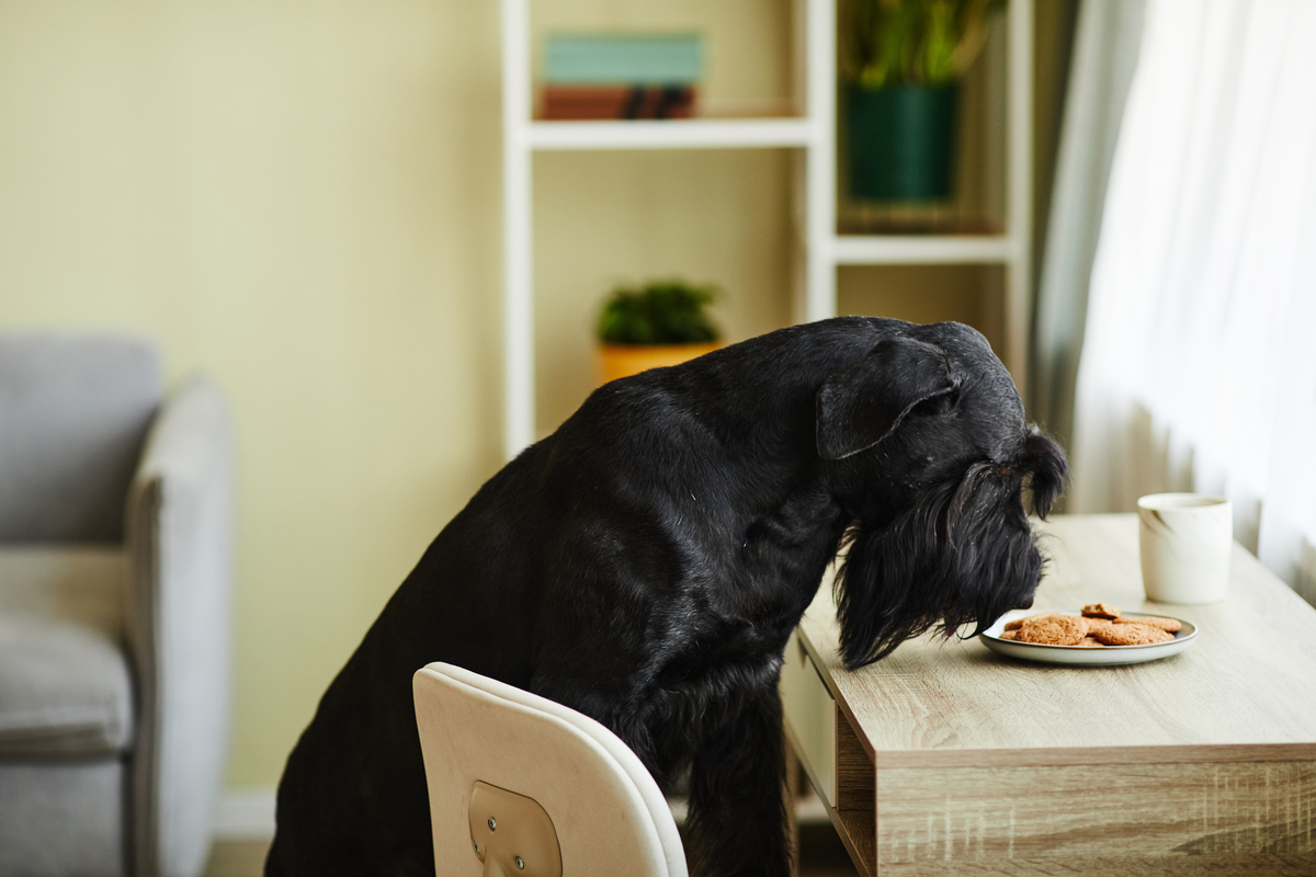dog sniffing food on a table