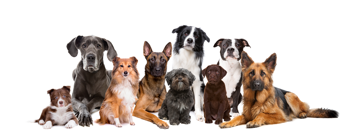 a group of different breed and aged dogs