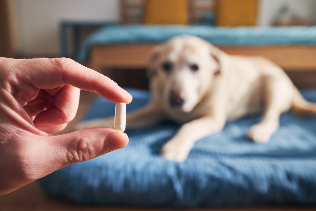 holding a pill, a dog is in the background