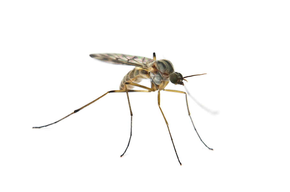 mosquito