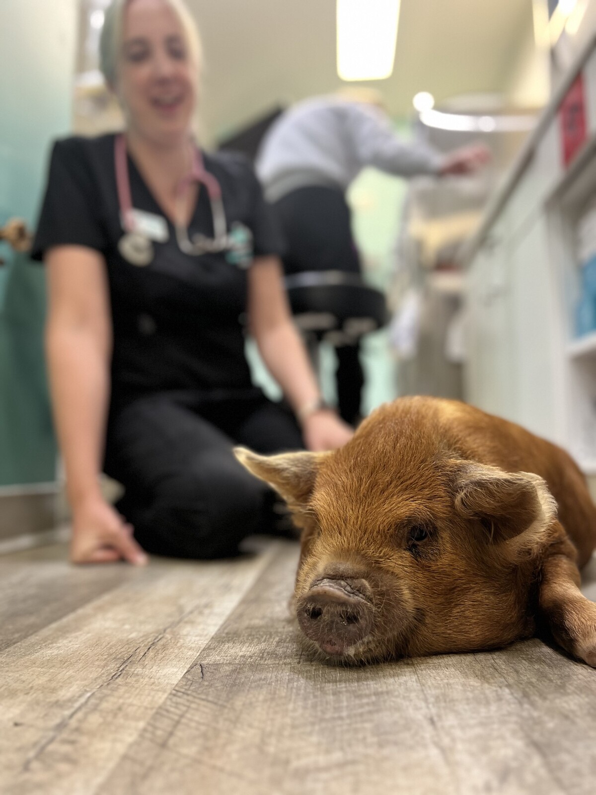 woman sitting on the floor of veterinary clinic with a pig