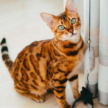 Bengal cat