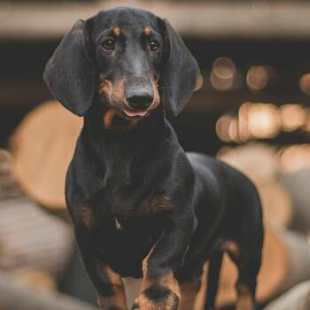 Dachshund Dog