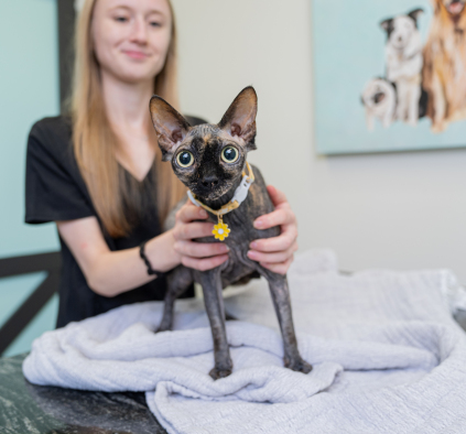Cat with nurse