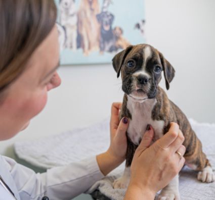 Dog with doctor