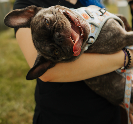Dog with doctor