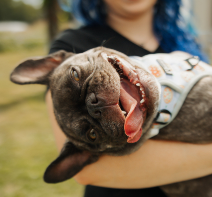 Dog with doctor