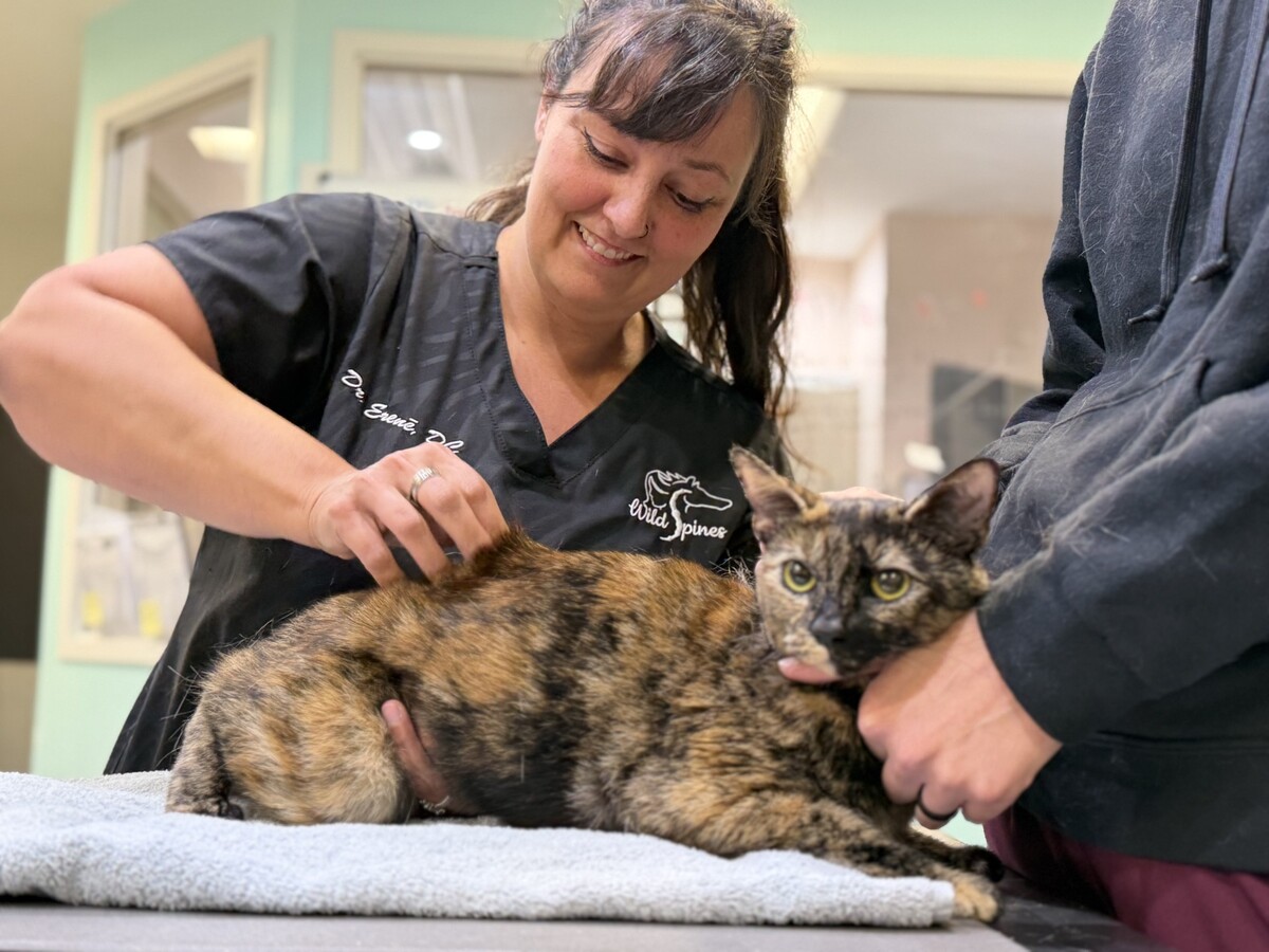 woman performing evaluation on a cat