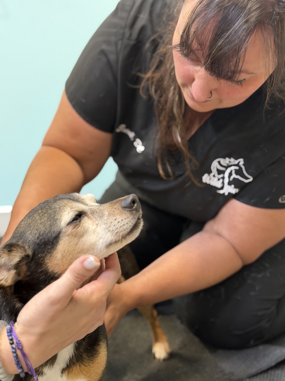 woman performing exam on small dog
