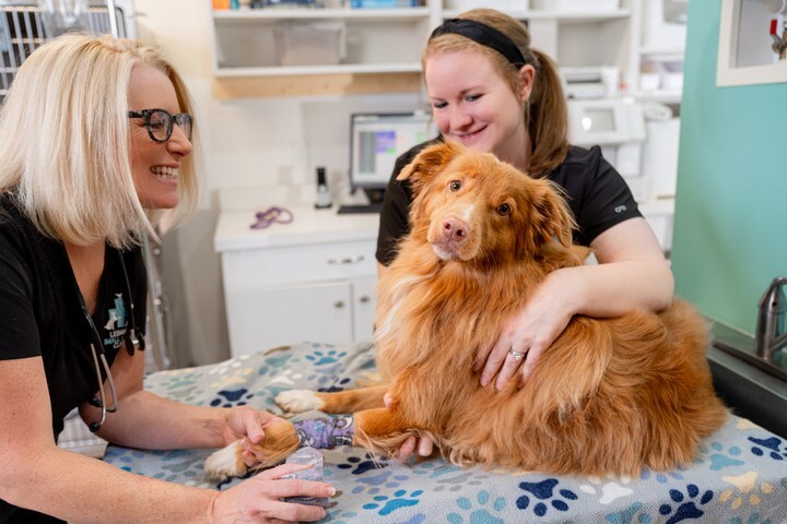 Dog getting IV