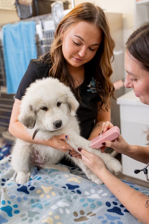 Dog getting arm shaved