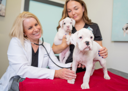 Doctor and nurse with puppies